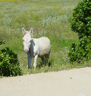 Asinara: White donkey